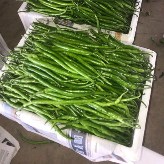 大荔县 线椒