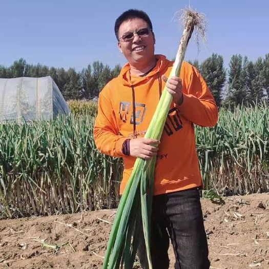 凌源市产地直发，铁杆大葱，货量大，支持预定，进库