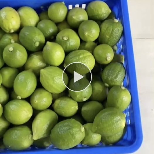 湛江正宗广东香水柠檬