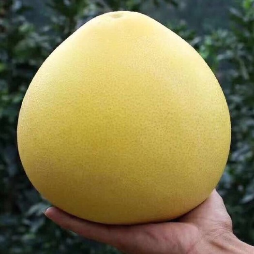 平和县平和琯溪蜜柚红心柚子