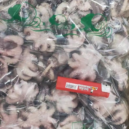 成都章鱼  小八爪鱼