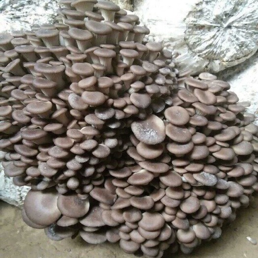西乡县 平菇菌种优质高产