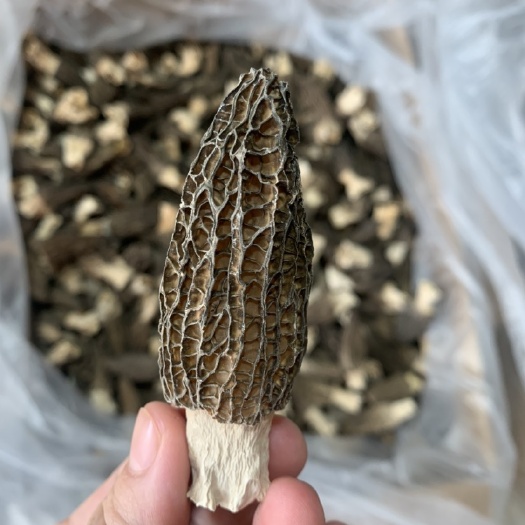瑞丽市羊肚菌 云南特产羊肚菌干货煲汤汤料 可视频看货一件代发