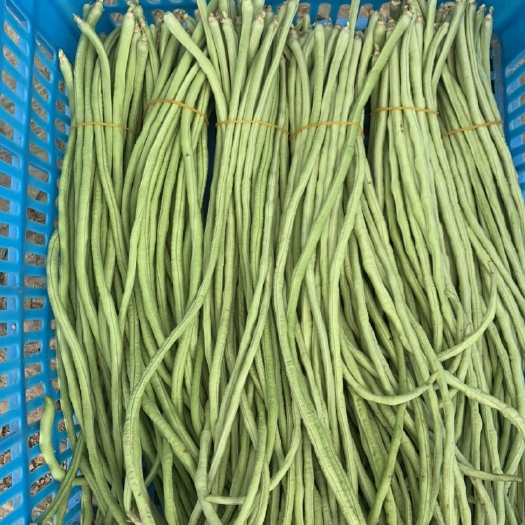 三门县 长豆角