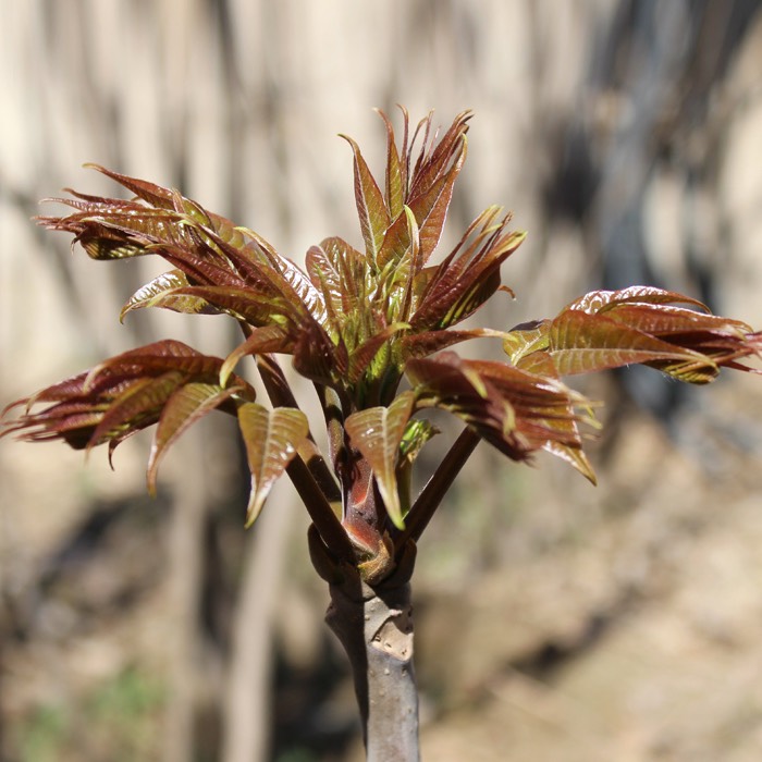泰安 红油香椿苗价格 香椿树苗基地 成活率高 植株健壮