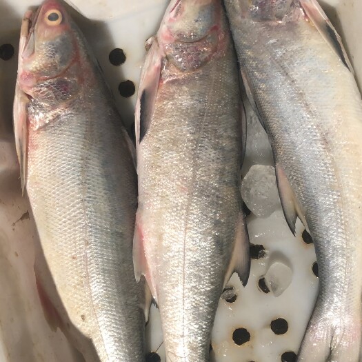 湛江马友鱼 
