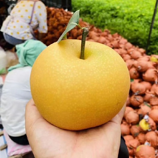 烟台莱阳头茬秋月梨  入口化渣  脆甜多汁  皮薄汁水足