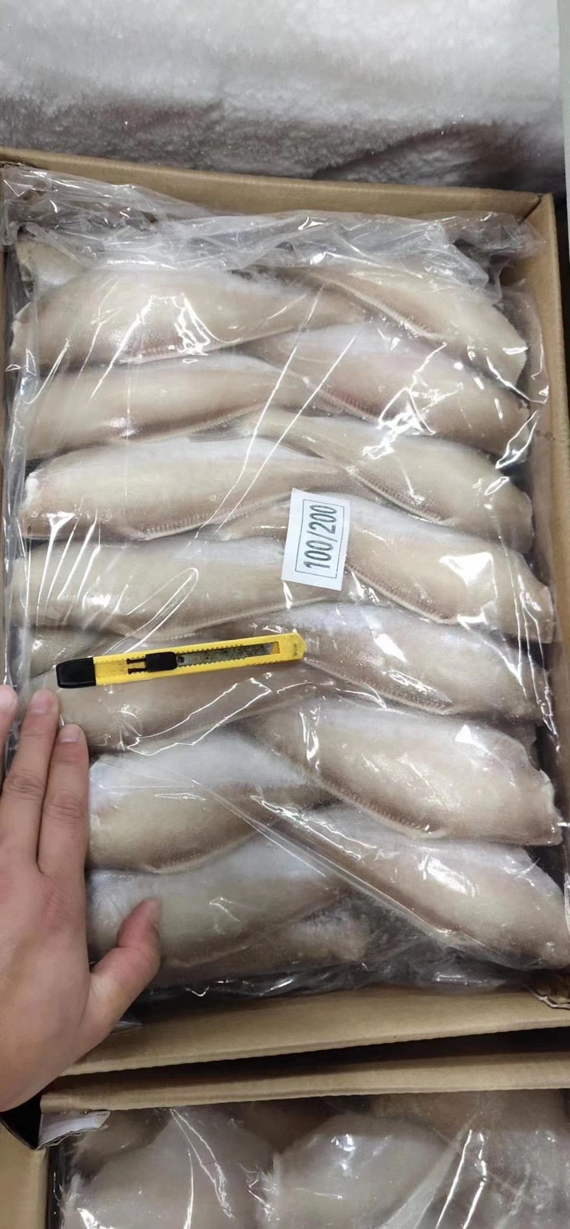 新鮮冷品耗兒魚玻璃魚馬面魚無頭魚扒皮魚