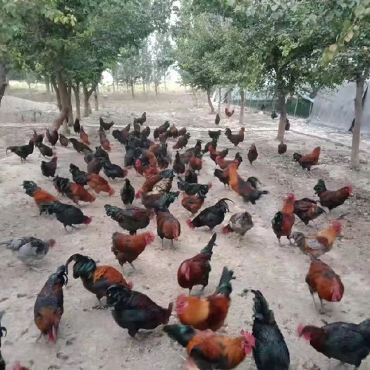 肉鸡  中国新疆拜城油鸡