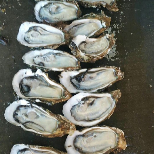湛江牡蛎 各地生蚝、物美价廉，初来乍到、多多关照