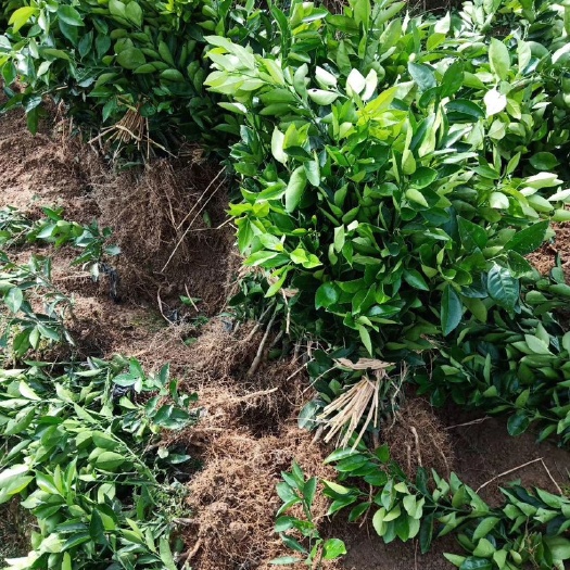 洪江市纽荷尔脐橙苗  洪江市脐橙苗一年嫁接果子 易管理 挂果率高 汁多化渣
