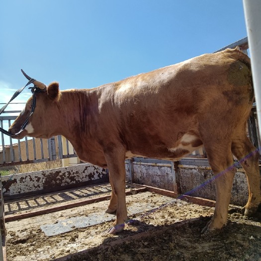 肉牛 内蒙苏尼特右旗散养牛