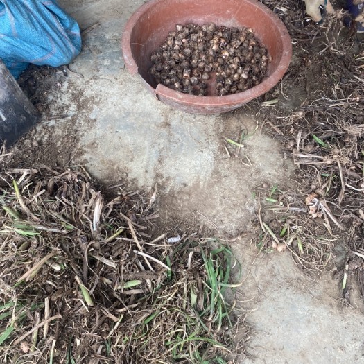 火花  火炎兰种，20一斤，包邮到家，拿回去就可以种，需要的欢迎来