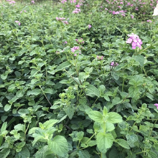 揭阳紫云牡丹 紫花马樱丹