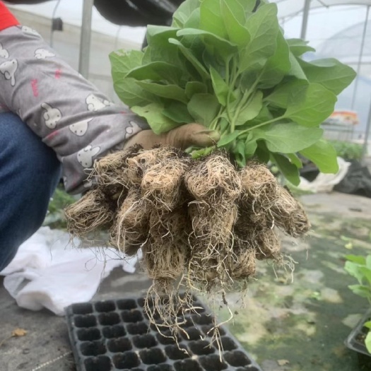 博罗县直生中茄  烧烤茄苗