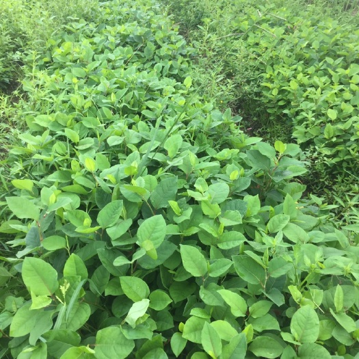优质虎杖苗，种植粗放，适合懒人种植，适合大面积种植