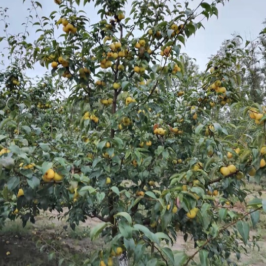 通榆县金香水梨