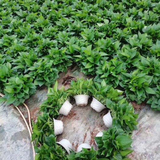 佛山绿萝 绿箩