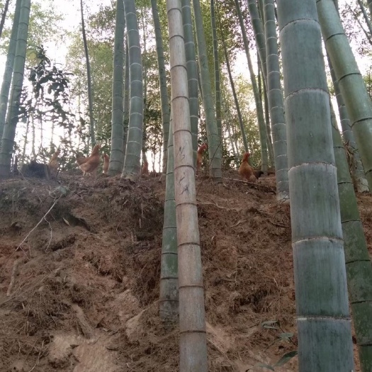 广德市 皖南农家土鸡土鸡蛋