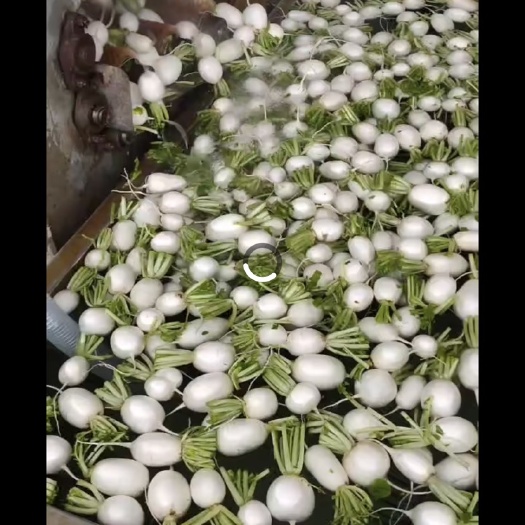 东台市白萝卜  白圆萝卜，大量上市，全国发货，欢迎考察
