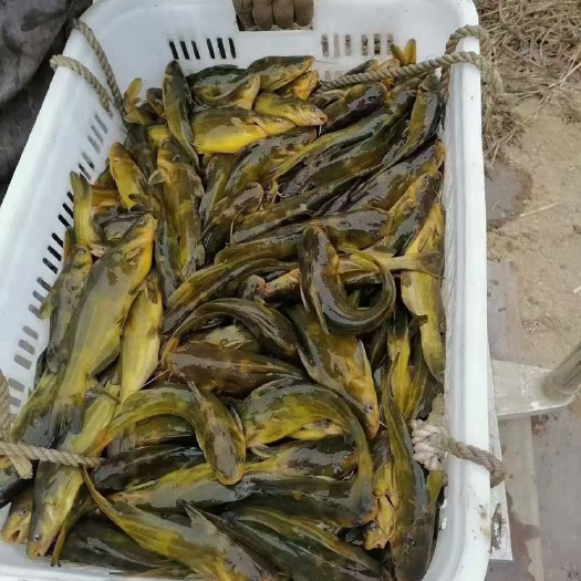 深圳黄颡鱼  成品鱼，多种土特产