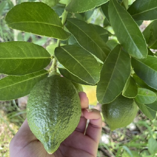 台山市 广东香水柠檬叶 大量大量 量大价格优惠 鱼生拌料