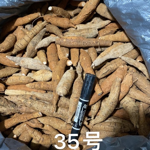  短身 圆形牛大力