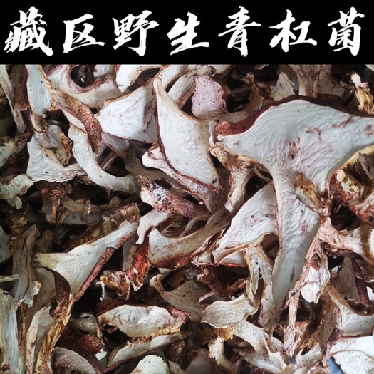小金县藏区野生青杠菌干片