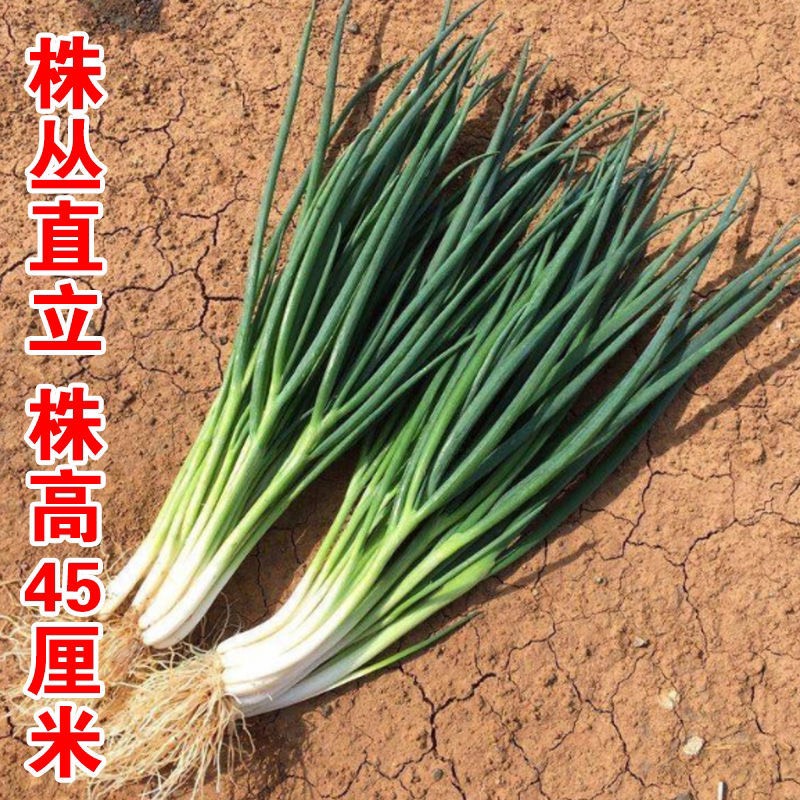 小香蔥種子  四季小香蔥,黑葉香蔥,國產(chǎn)香蔥,耐熱高產(chǎn)農(nóng)家小蔥種子