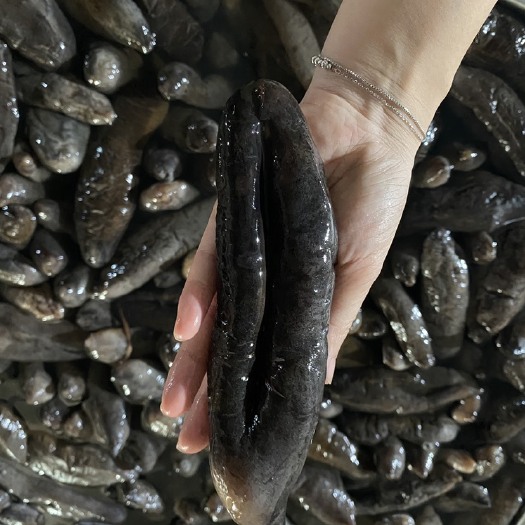 邹平市干冰大乌参、海参