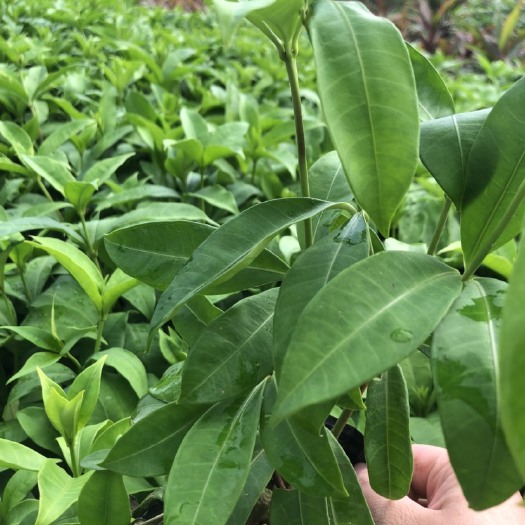 揭阳 黄蝉