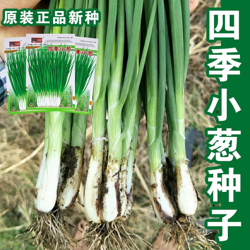 小香蔥種子  四季小香蔥,黑葉香蔥,國產(chǎn)香蔥,耐熱高產(chǎn)農(nóng)家小蔥種子