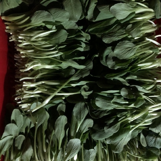 东莞市 上海鸡毛菜    全粤销冠