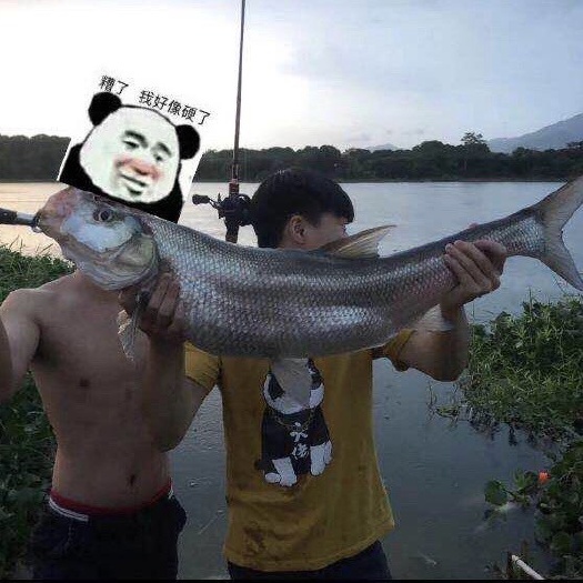 高州市翘嘴鲌鱼  江边翘嘴鱼