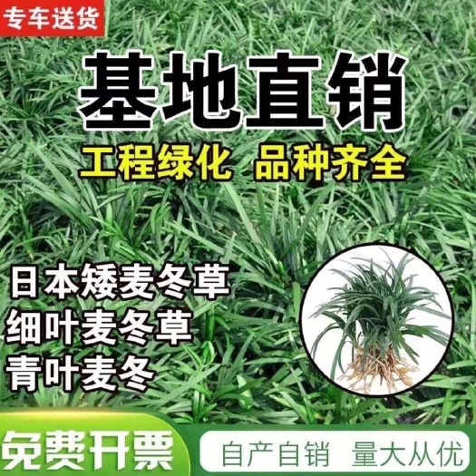 宁海县玉龙草日本矮麦冬草金边麦冬耐寒常青庭院园林绿化草坪植物