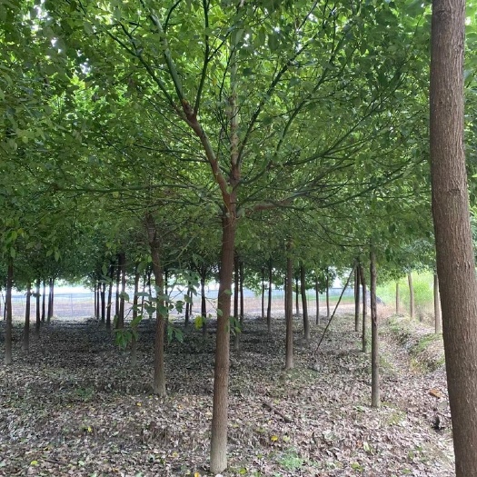海宁市香樟树 行道树 香樟