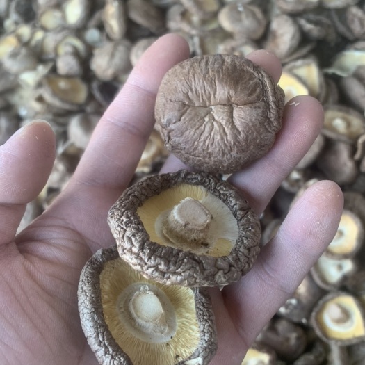 泌阳县光面菇  秋季新货香菇干货平剪腿香菇肉厚朵圆一手货源