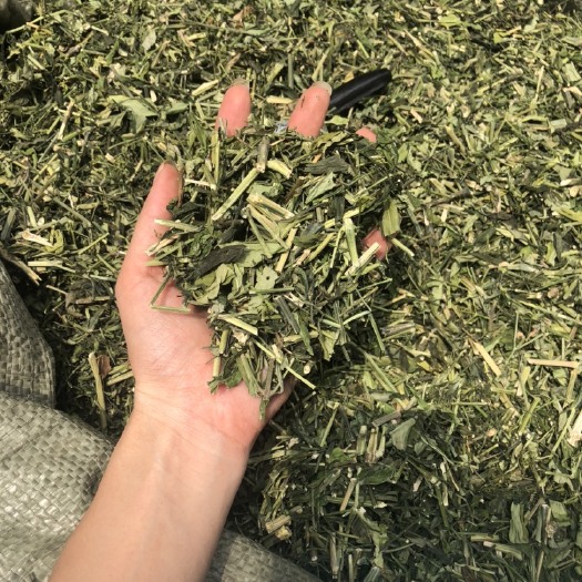 玉林专做穿心莲，产地直供，一手货源，新货上市，颜色青绿货相当靓