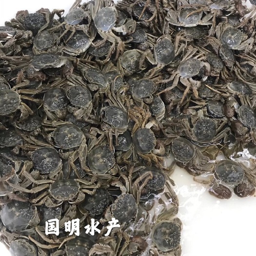 安新县 白洋淀大闸蟹
