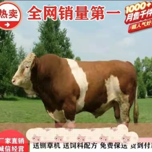 嘉祥县 出售300-500斤肉牛犊 提供养殖技术 免费送货