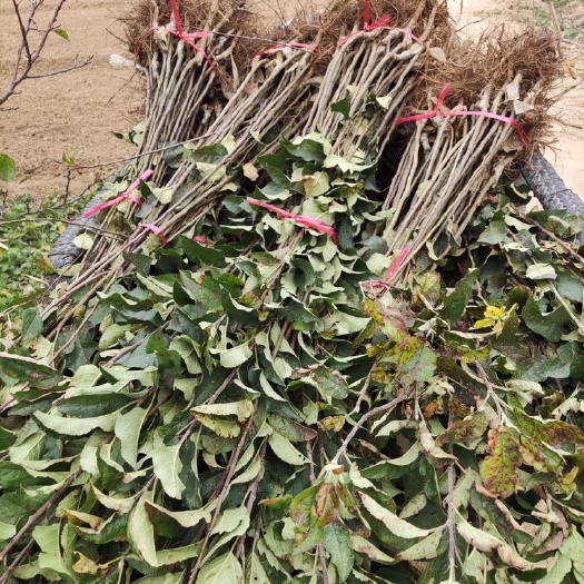 出售苹果树苗。基地直发。量大从优。烟台富士。