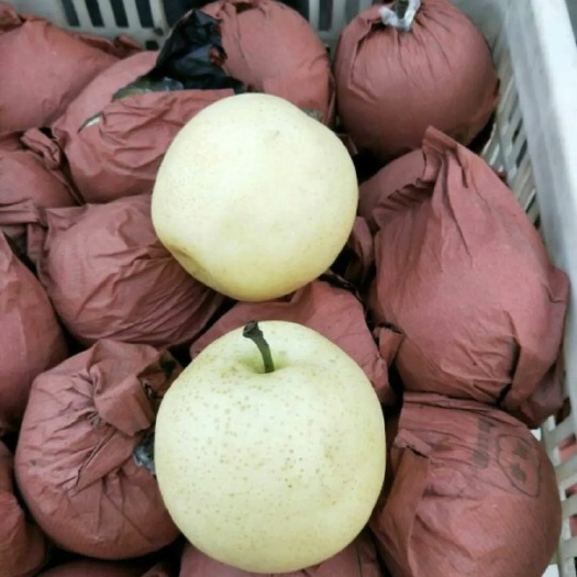 馆陶县黄金梨