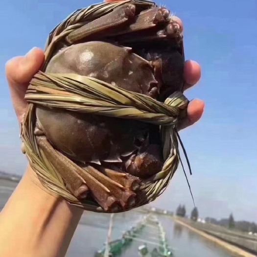 南京大闸蟹