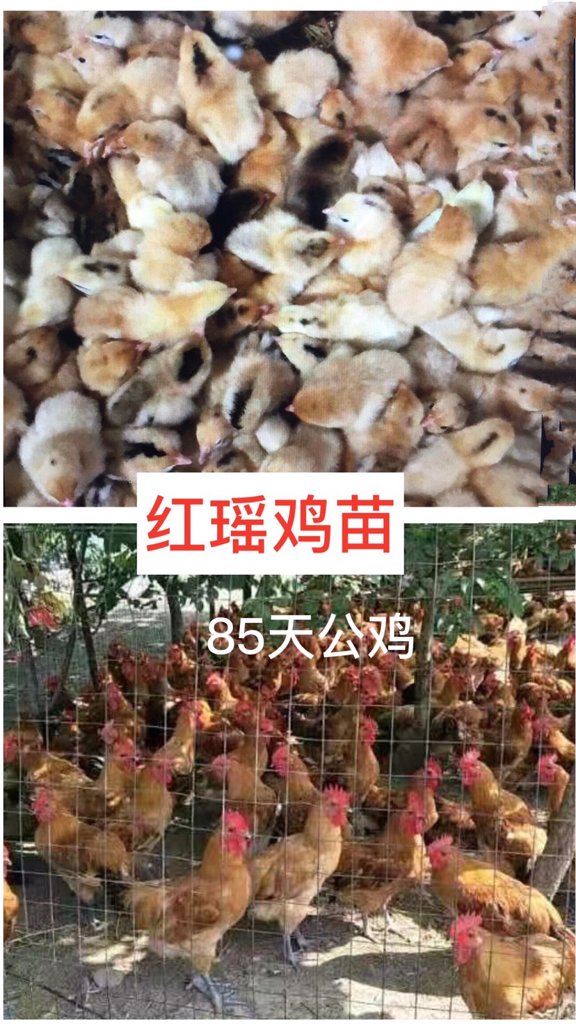 瑶鸡苗  血毛鸡苗、（平台严选店），质量有保障