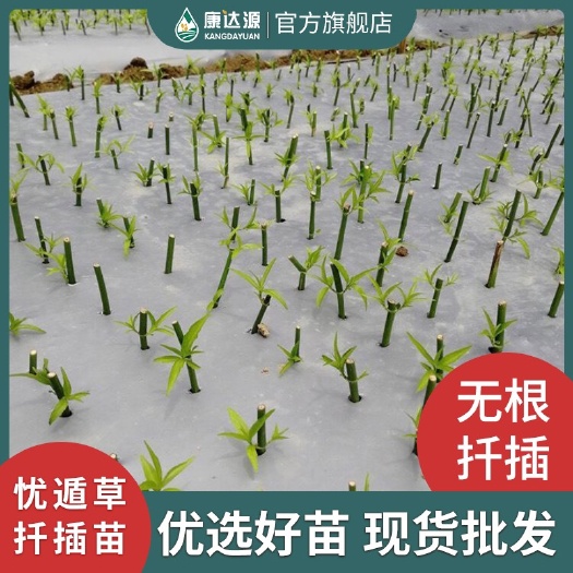 英德市忧遁草苗  精选活苗批发 仿生态产地 有机培育 全国包邮