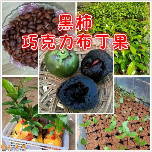 灵山县黑柿苗  巧克力黑柿￼布丁￼