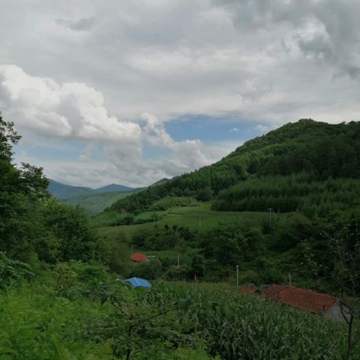 桓仁县土蜂蜜  桓仁当地农村蜂蜜 过段时间就可以订购