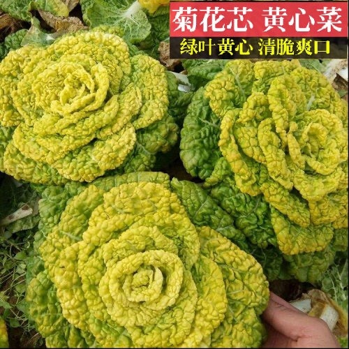 金牡丹黄心乌种子 农场菜园可盆栽柔嫩清香乌塌菜籽 蔬菜种子