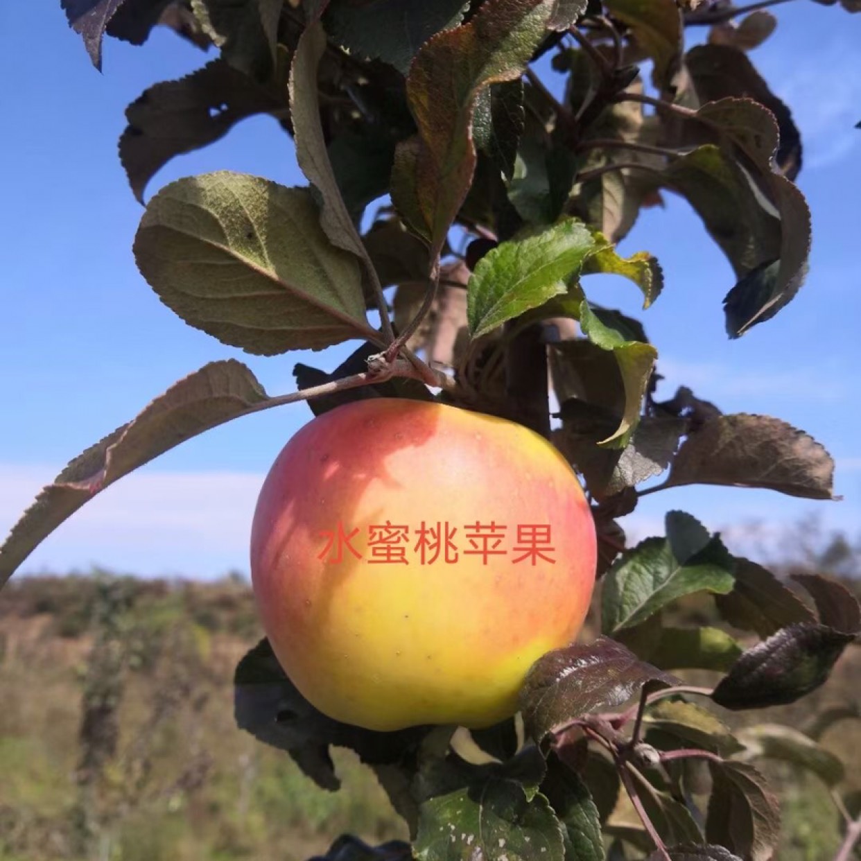 苹果树苗 水蜜桃苹果苗