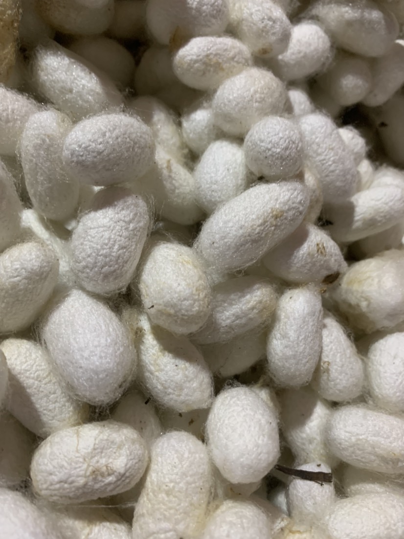 蚕茧干货